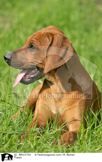 Rhodesian Ridgeback Welpe / Puppy / RR-01703