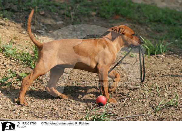 Rhodesian Ridgeback Welpe / Puppy / RR-01706