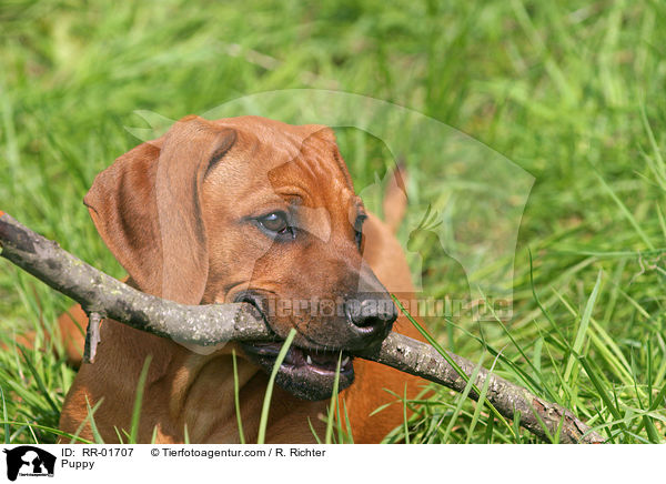 Rhodesian Ridgeback Welpe / Puppy / RR-01707