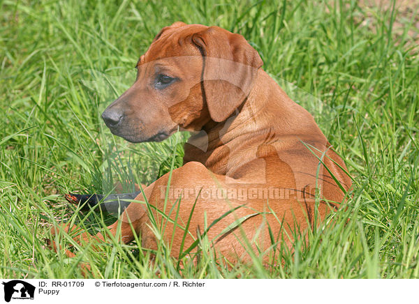 Rhodesian Ridgeback Welpe / Puppy / RR-01709
