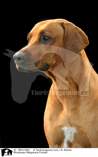 Rhodesian Ridgeback Portrait / Rhodesian Ridgeback Portrait / RR-01962