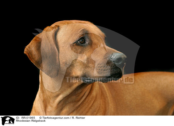 Rhodesian Ridgeback / Rhodesian Ridgeback / RR-01965