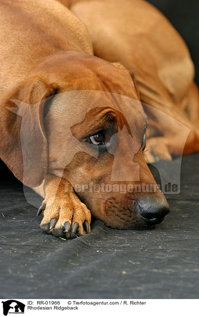 Rhodesian Ridgeback / Rhodesian Ridgeback / RR-01966