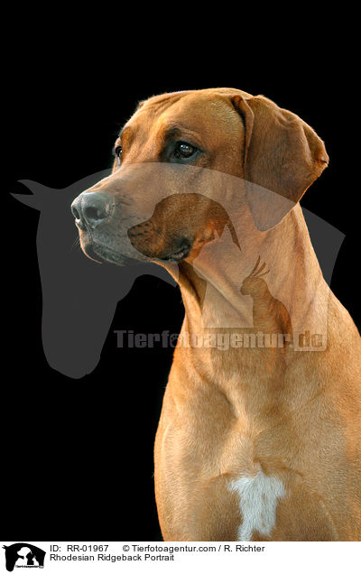 Rhodesian Ridgeback Portrait / Rhodesian Ridgeback Portrait / RR-01967