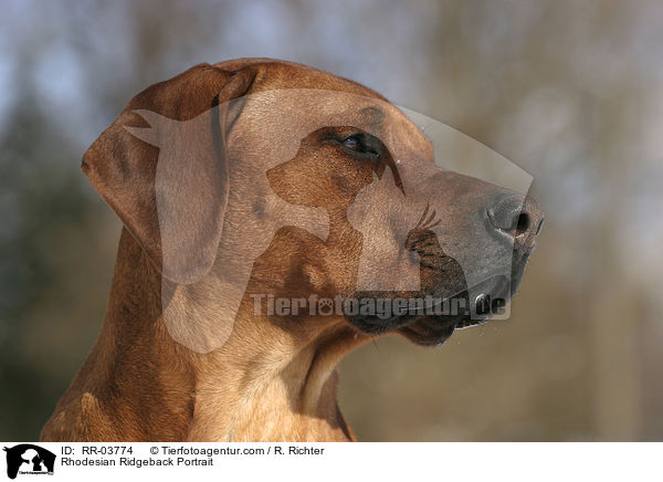 Rhodesian Ridgeback Portrait / Rhodesian Ridgeback Portrait / RR-03774