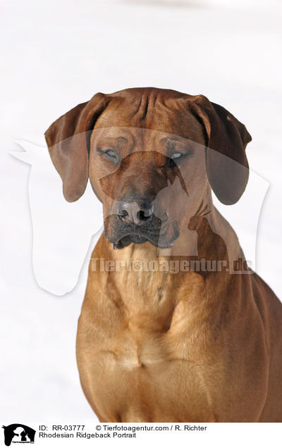 Rhodesian Ridgeback Portrait / Rhodesian Ridgeback Portrait / RR-03777