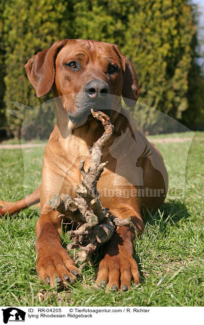 liegender / lying Rhodesian Ridgeback / RR-04205