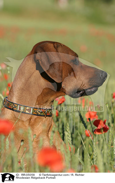 Rhodesian Ridgeback Portrait / RR-05058