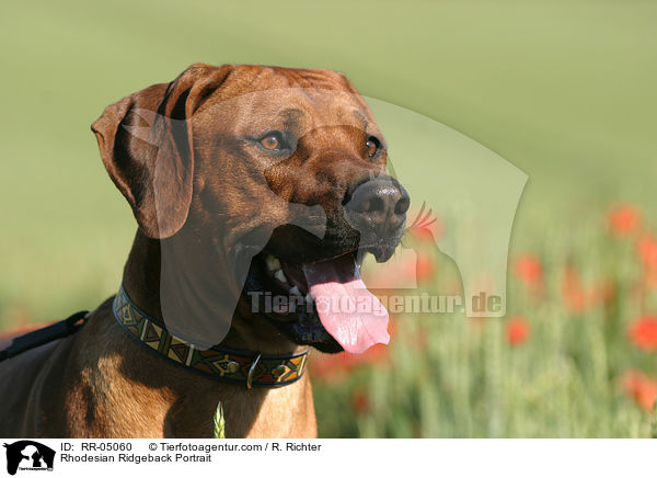 Rhodesian Ridgeback Portrait / Rhodesian Ridgeback Portrait / RR-05060