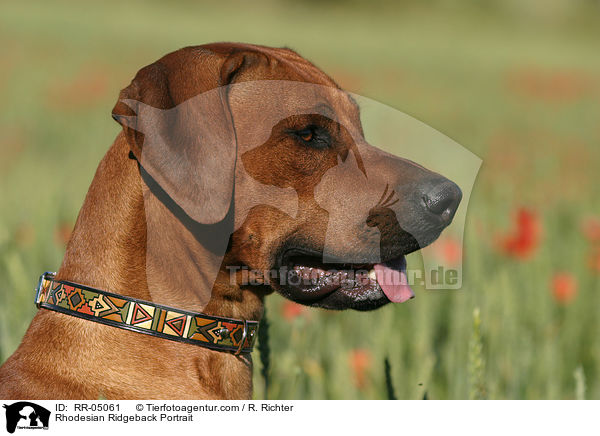 Rhodesian Ridgeback Portrait / Rhodesian Ridgeback Portrait / RR-05061