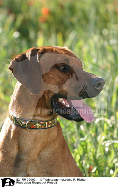 Rhodesian Ridgeback Portrait / Rhodesian Ridgeback Portrait / RR-05063