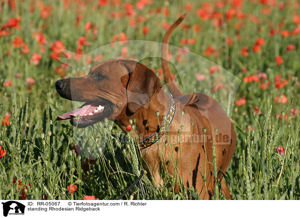 stehender / standing Rhodesian Ridgeback / RR-05067