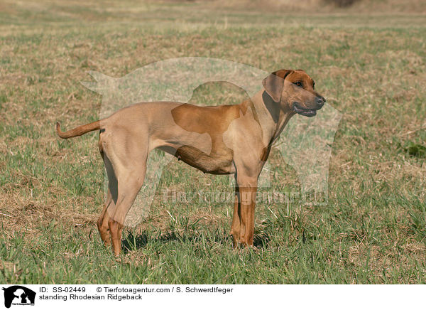 stehender Rhodesian Ridgeback / standing Rhodesian Ridgeback / SS-02449