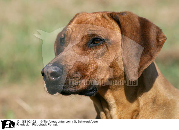 Rhodesian Ridgeback Portrait / SS-02452