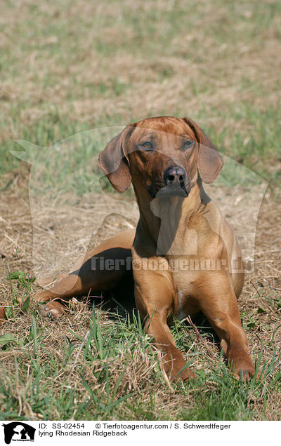 lying Rhodesian Ridgeback / SS-02454