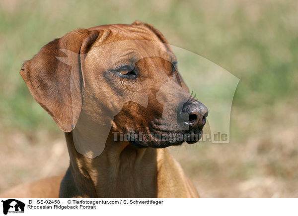 Rhodesian Ridgeback Portrait / Rhodesian Ridgeback Portrait / SS-02458