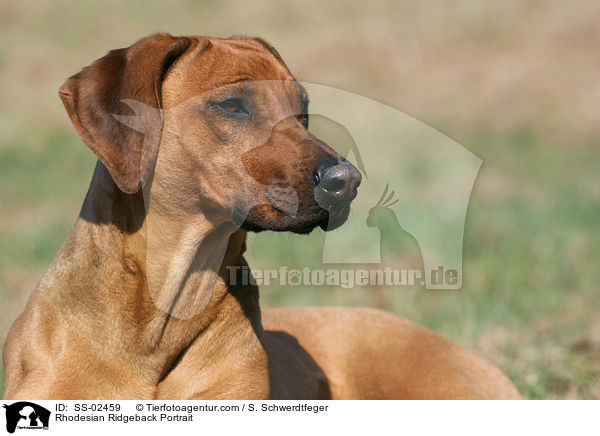 Rhodesian Ridgeback Portrait / SS-02459