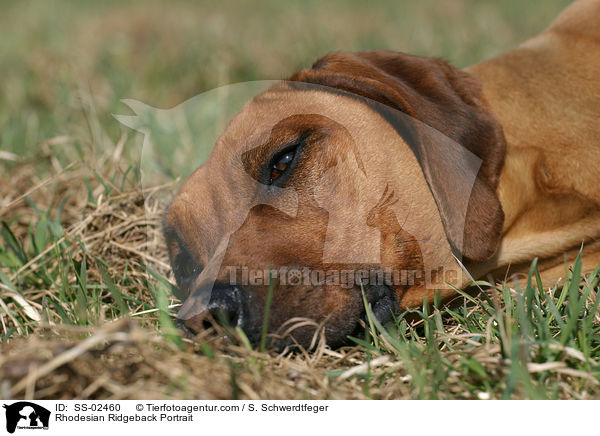 Rhodesian Ridgeback Portrait / Rhodesian Ridgeback Portrait / SS-02460