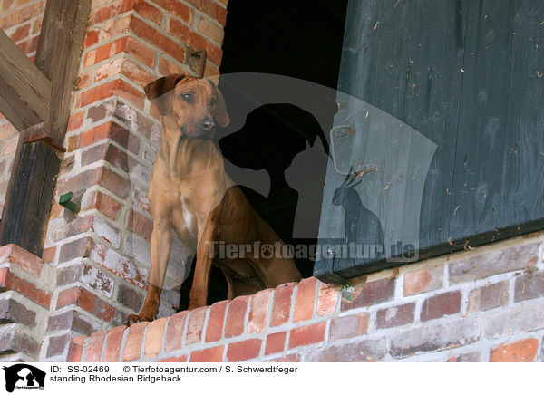 stehender Rhodesian Ridgeback / standing Rhodesian Ridgeback / SS-02469