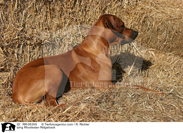 liegender / lying Rhodesian Ridgeback / RR-06309