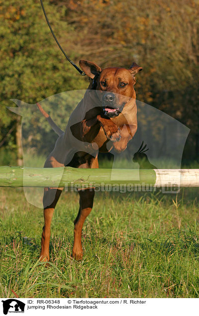 jumping Rhodesian Ridgeback / RR-06348