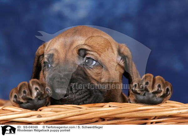 Rhodesian Ridgeback Welpe Portrait / Rhodesian Ridgeback puppy portrait / SS-04048
