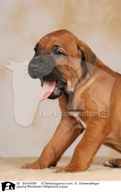 ghnender Rhodesian Ridgeback Welpe / gaping Rhodesian Ridgeback puppy / SS-04056