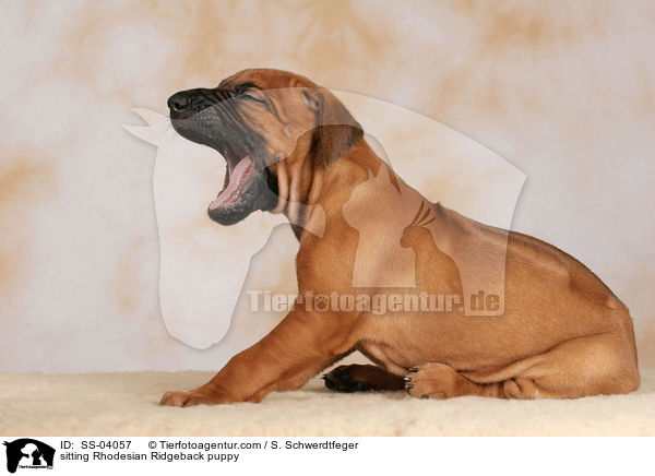 sitting Rhodesian Ridgeback puppy / SS-04057