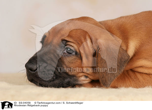 Rhodesian Ridgeback puppy / SS-04058