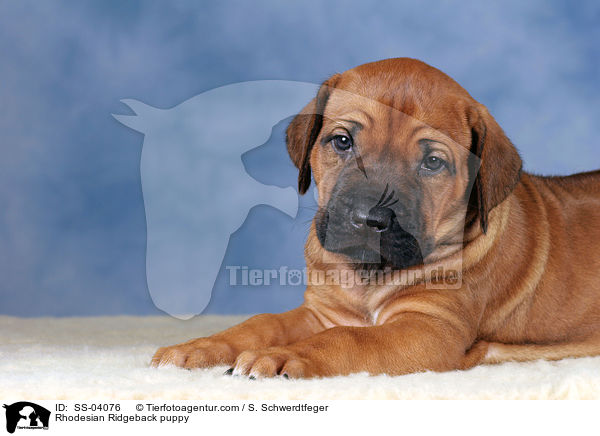 Rhodesian Ridgeback puppy / SS-04076