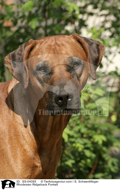 Rhodesian Ridgeback Portrait / Rhodesian Ridgeback Portrait / SS-04085