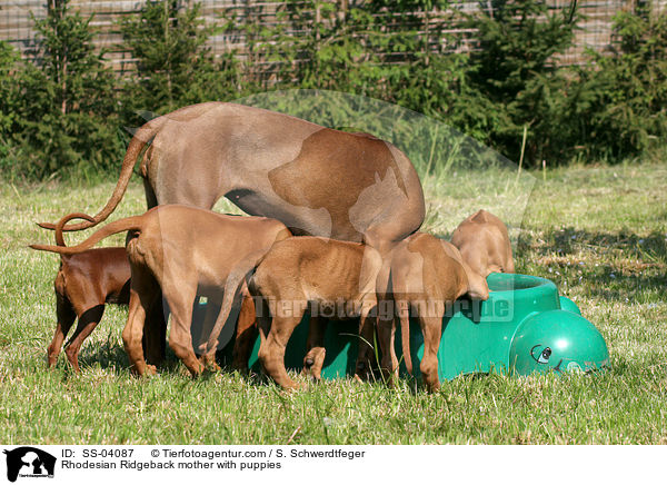 Rhodesian Ridgeback Hndin mit Welpen / Rhodesian Ridgeback mother with puppies / SS-04087
