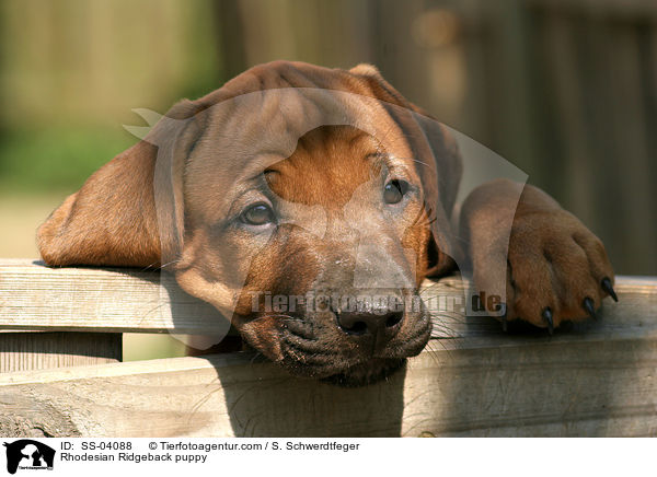 Rhodesian Ridgeback puppy / SS-04088