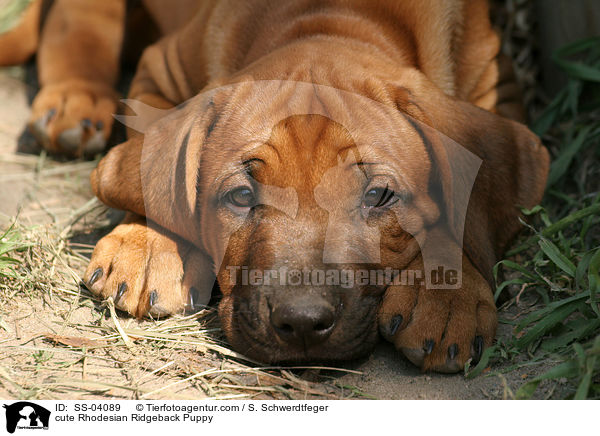 niedlicher Rhodesian Ridgeback Welpe / cute Rhodesian Ridgeback Puppy / SS-04089