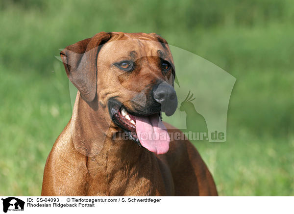 Rhodesian Ridgeback Portrait / SS-04093