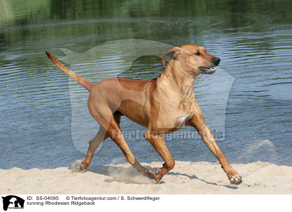 rennender Rhodesian Ridgeback / running Rhodesian Ridgeback / SS-04095