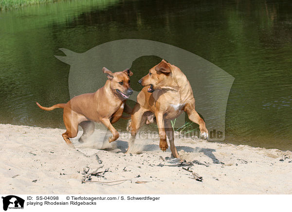 playing Rhodesian Ridgebacks / SS-04098