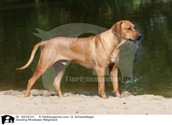 stehender Rhodesian Ridgeback / standing Rhodesian Ridgeback / SS-04101