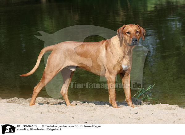 standing Rhodesian Ridgeback / SS-04102