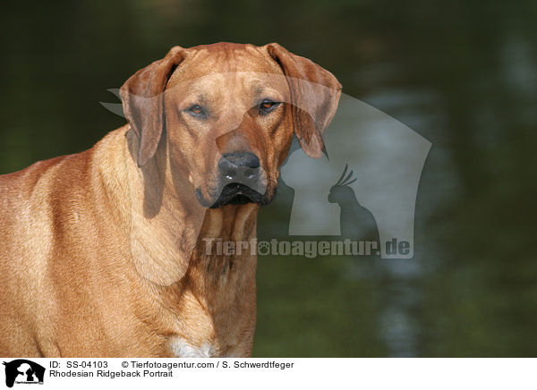 Rhodesian Ridgeback Portrait / Rhodesian Ridgeback Portrait / SS-04103