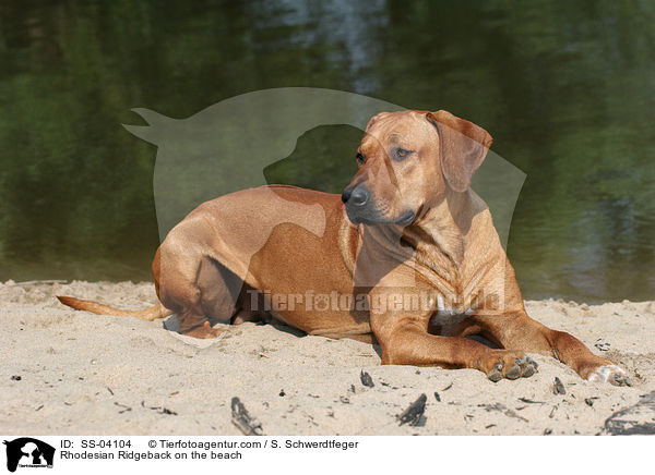 Rhodesian Ridgeback am Strand / Rhodesian Ridgeback on the beach / SS-04104