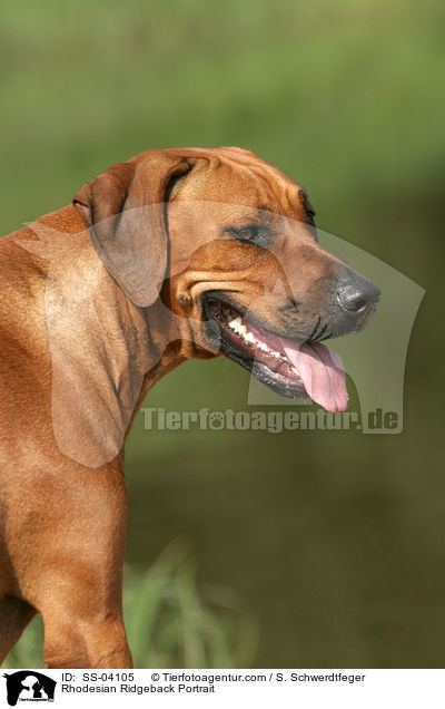 Rhodesian Ridgeback Portrait / Rhodesian Ridgeback Portrait / SS-04105