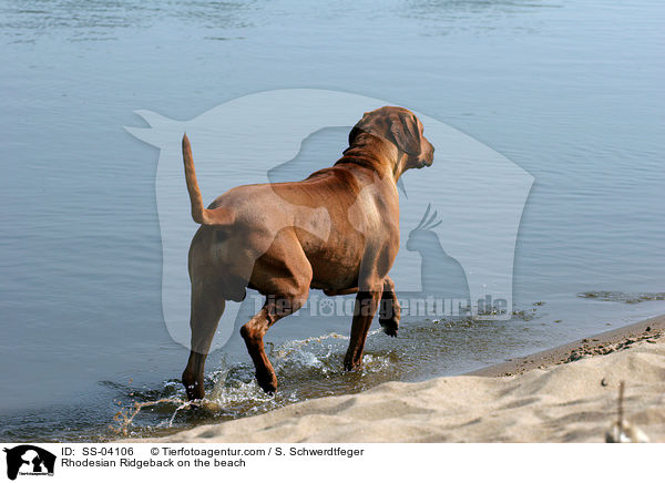 Ridgeback am Wasser / Rhodesian Ridgeback on the beach / SS-04106
