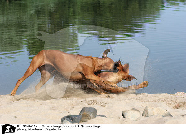 spielende Rhodesian Ridgebacks / playing Rhodesian Ridgebacks / SS-04112