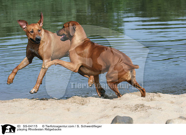 spielende Rhodesian Ridgebacks / playing Rhodesian Ridgebacks / SS-04115