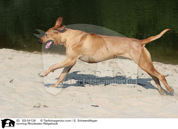 rennender Rhodesian Ridgeback / running Rhodesian Ridgeback / SS-04126