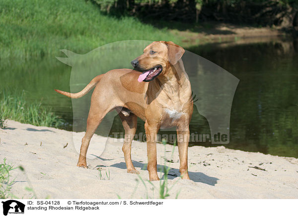 stehender Rhodesian Ridgeback / standing Rhodesian Ridgeback / SS-04128