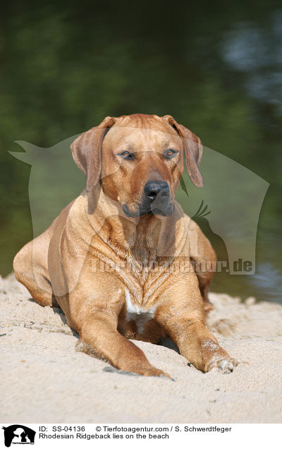 Rhodesian Ridgeback liegt am Strand / Rhodesian Ridgeback lies on the beach / SS-04136