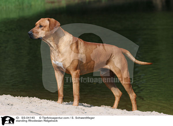 stehender Rhodesian Ridgeback / standing Rhodesian Ridgeback / SS-04140