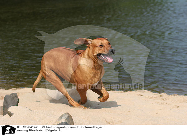 rennender Rhodesian Ridgeback / running Rhodesian Ridgeback / SS-04142